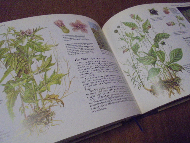 洋書 ワイルドフラワー 植物図鑑 イギリス 村 2冊 WILD FLOWERS | 古書