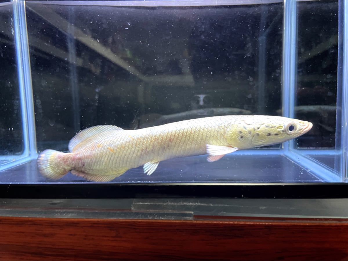 Aqua Tss ピラルク プラチナ色が凄い個体 ワイルド 22センチ 画像の個体 淡水魚 売買されたオークション情報 Yahooの商品情報をアーカイブ公開 オークファン Aucfan Com