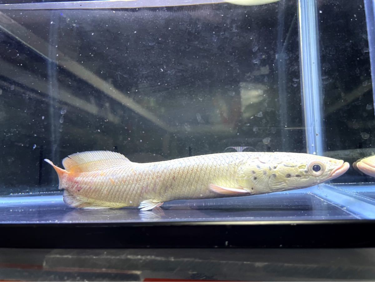 Aqua Tss ピラルク プラチナ色が凄い個体 ワイルド 22センチ 画像の個体 淡水魚 売買されたオークション情報 Yahooの商品情報をアーカイブ公開 オークファン Aucfan Com