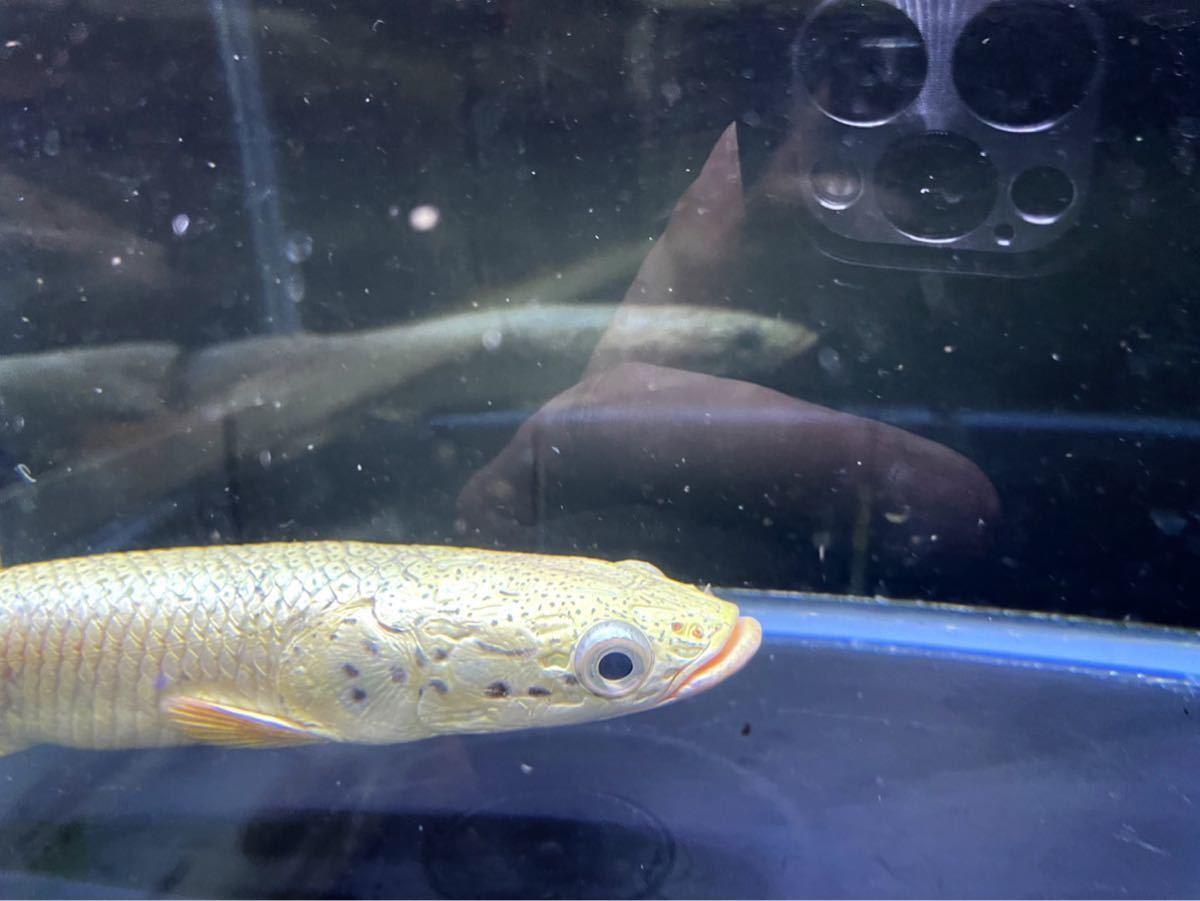 Aqua Tss ピラルク プラチナ色が凄い個体 ワイルド 22センチ 画像の個体 淡水魚 売買されたオークション情報 Yahooの商品情報をアーカイブ公開 オークファン Aucfan Com