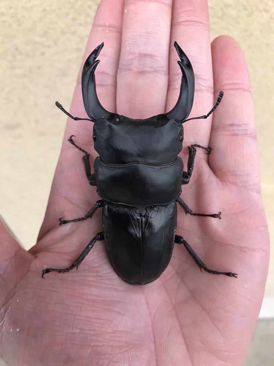 標本 値下げ可 大型 野外品アマミシカクワガタ ♂41.2mmペア 標本