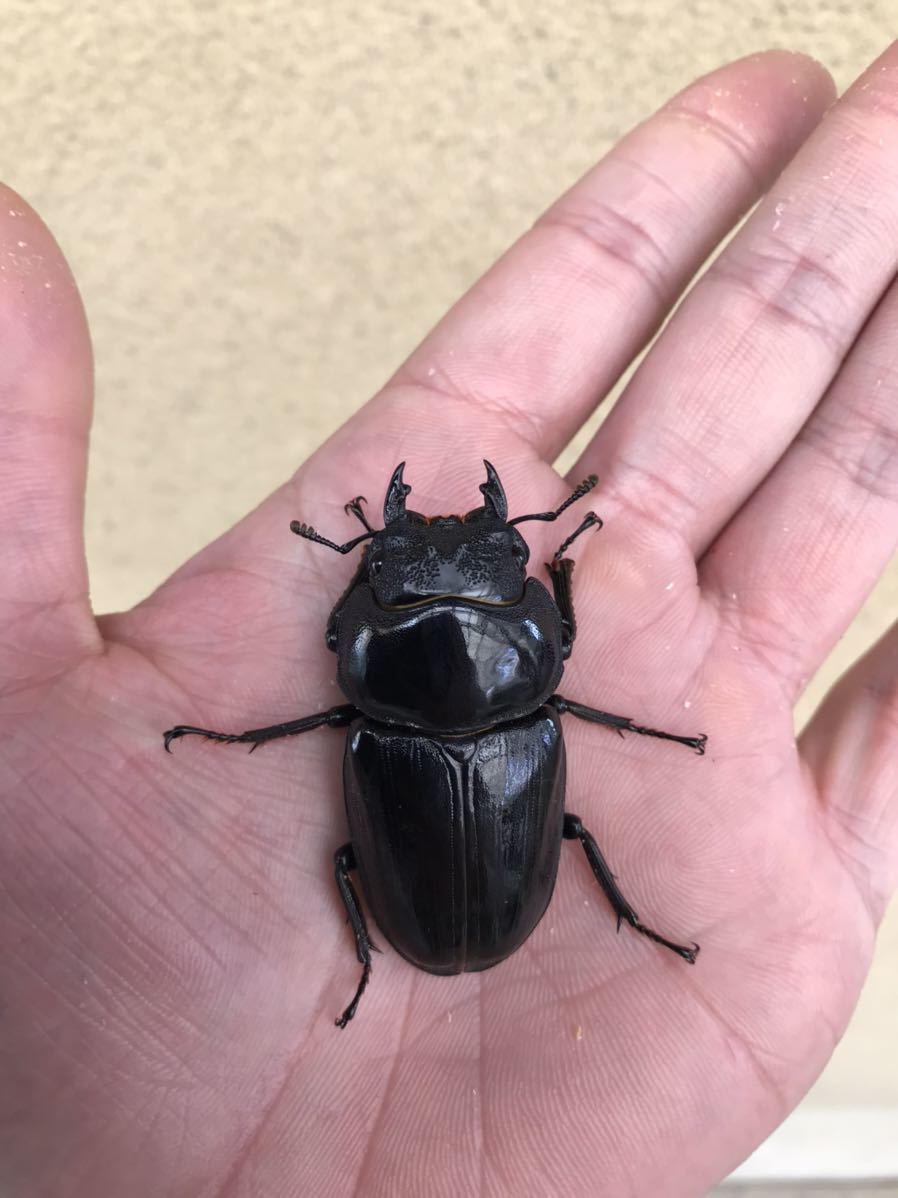 能勢YG血統♂85.2㎜♀55.0㎜ペア