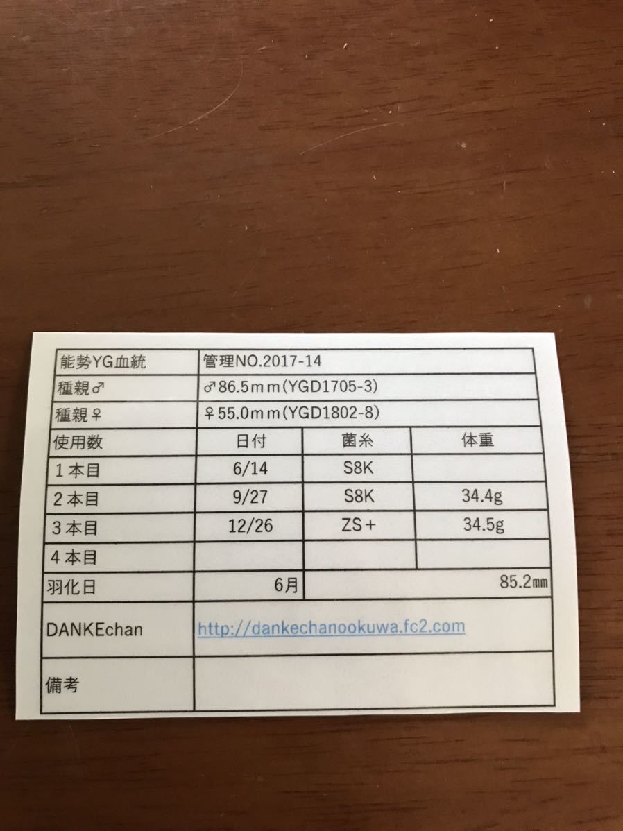 能勢YG血統♂85.2㎜♀55.0㎜ペア