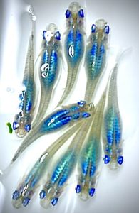 マリンブルー メダカのヤフオク の相場 価格を見る ヤフオク のマリンブルー メダカのオークション売買情報は128件が掲載されています