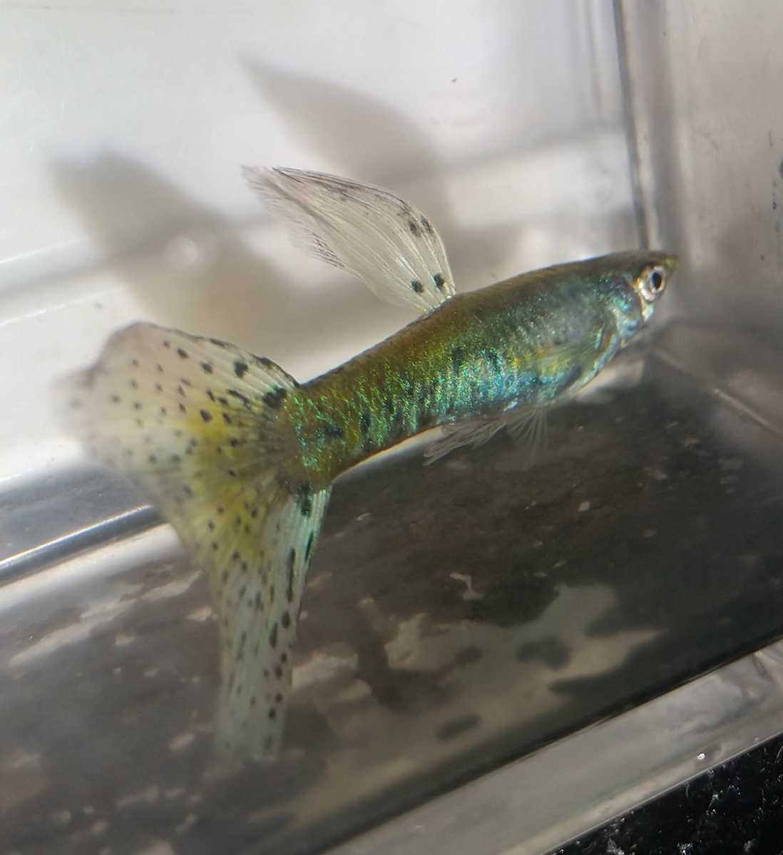 日本全国送料無料 ギャラクシーグラス 稚魚 10匹 国産グッピー Thefestival Ca