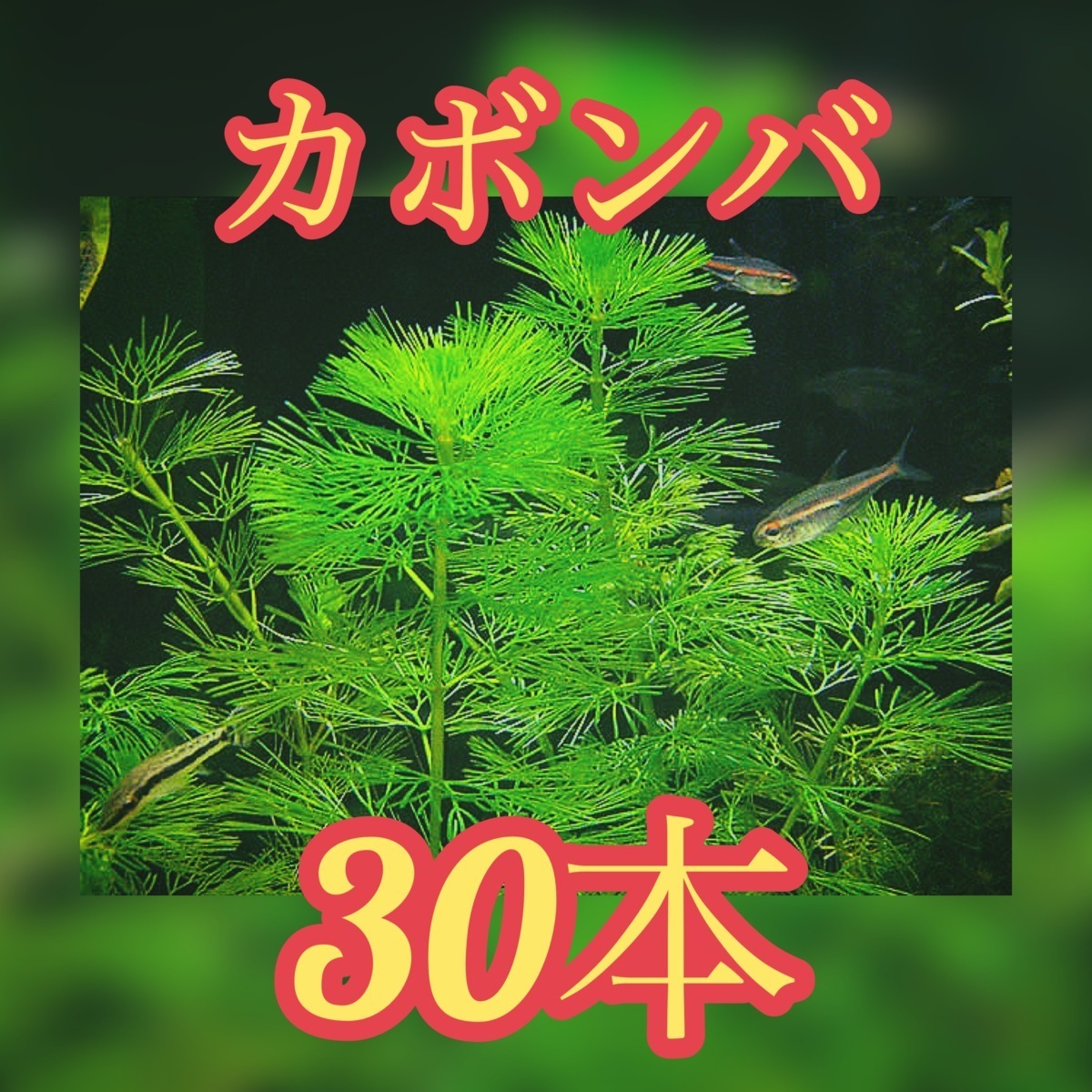 水草 カボンバ 30本 水草 メダカ 金魚藻 カモンバ アクアランド 浮き草類 売買されたオークション情報 Yahooの商品情報をアーカイブ公開 オークファン Aucfan Com