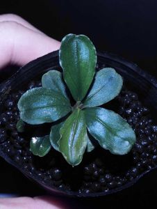 ブセファランドラ カユラピスのヤフオク の相場 価格を見る ヤフオク のブセファランドラ カユラピスのオークション売買情報は16件が掲載されています