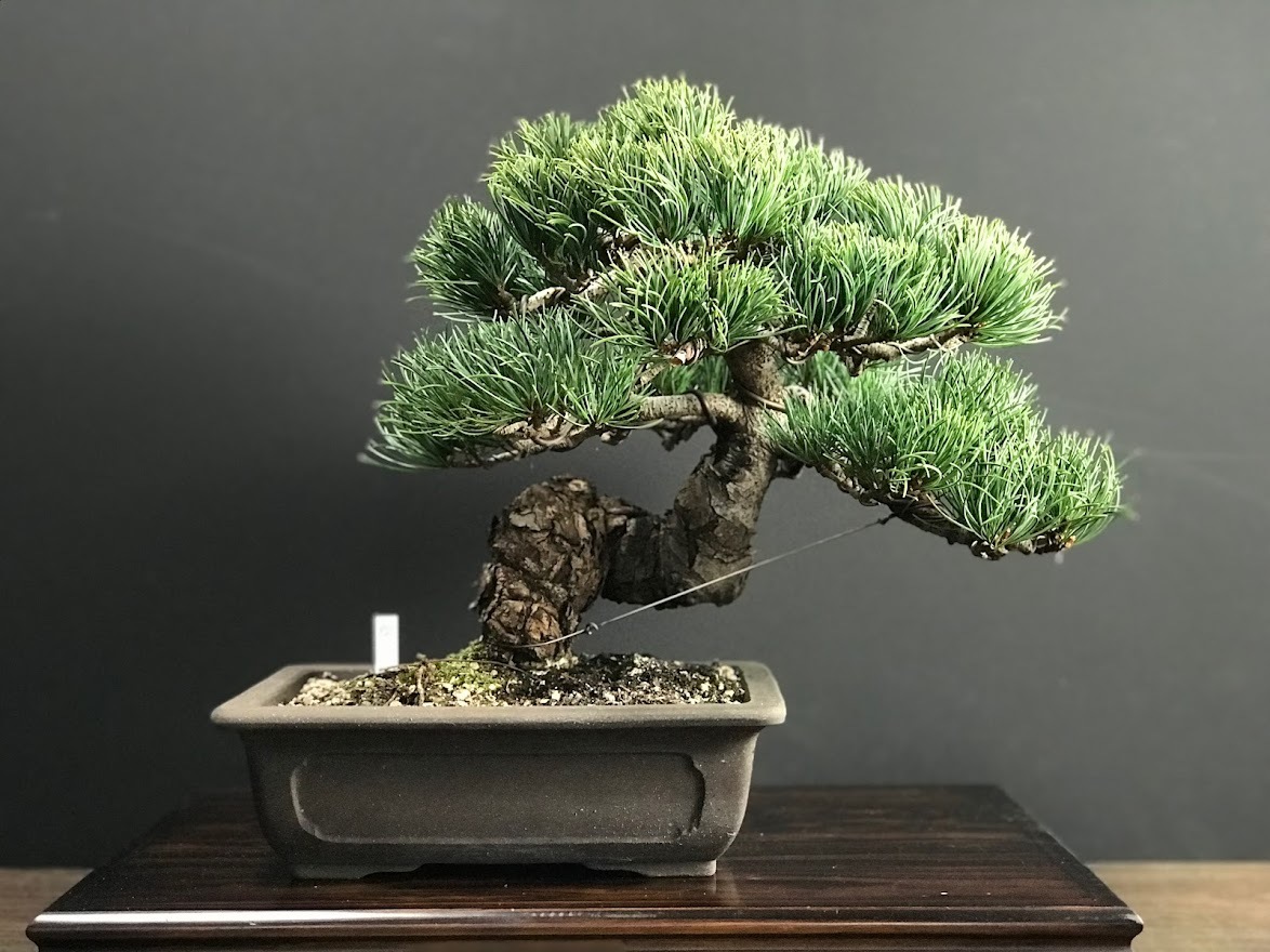 盆栽 樂屋◇糸魚川真柏 小品盆栽（シャリ・捻転）AA56◇6⁄25 真柏 盆栽