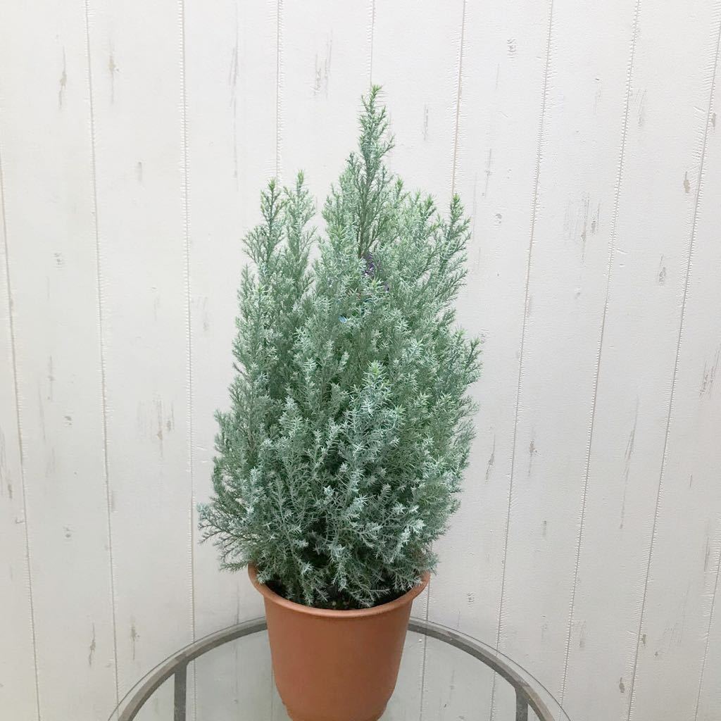 現品 コニファー シルバースター 6号 植木 庭木 売買されたオークション情報 Yahooの商品情報をアーカイブ公開 オークファン Aucfan Com