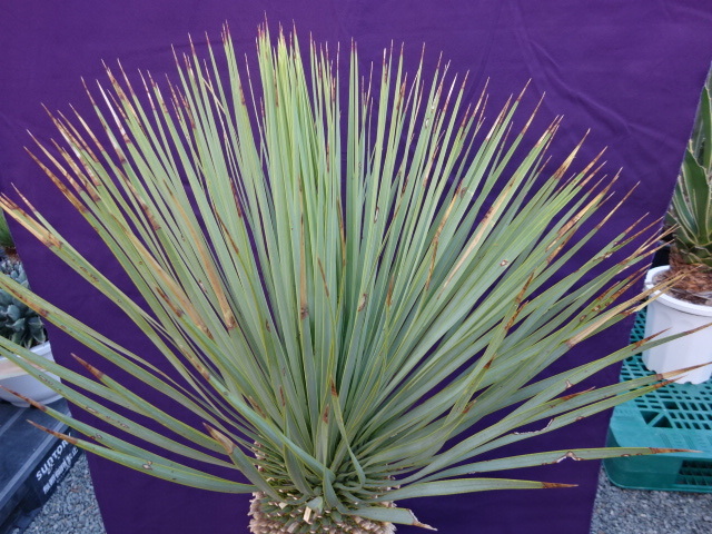 EDG ユッカ・ロストラータ シルバーブルー 元気株 ユッカ ロストラータ