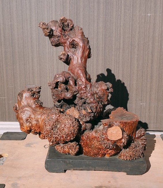 木製 アート オブジェ】高さ59cm/切り株/木の根/インテリア/玄関などに  