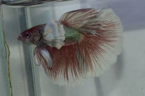 ダンボ ベタのヤフオク の相場 価格を見る ヤフオク のダンボ ベタのオークション売買情報は339件が掲載されています