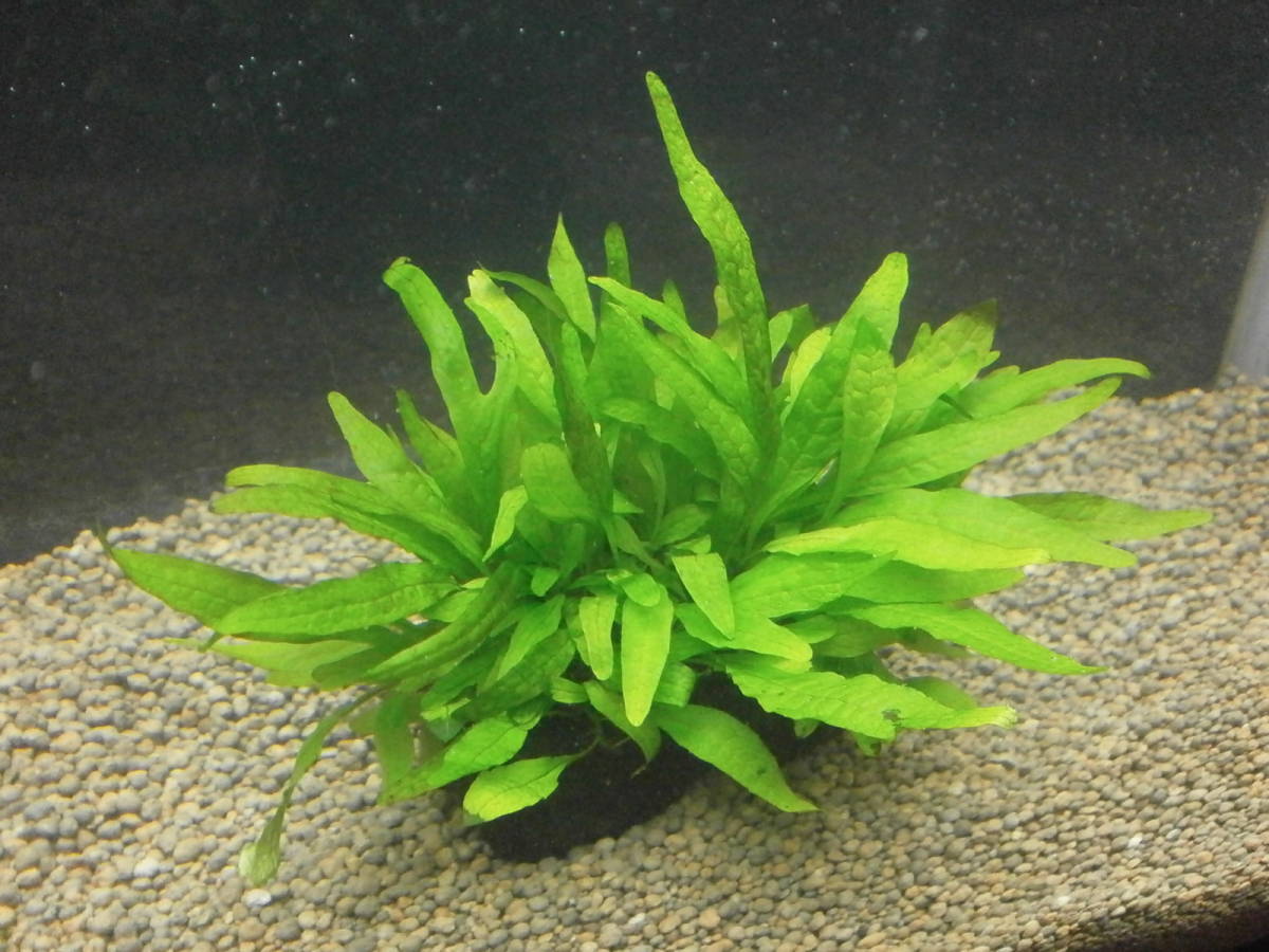 ミクロソリウム スモールリーフ 溶岩石活着その1 無農薬 水草 売買されたオークション情報 Yahooの商品情報をアーカイブ公開 オークファン Aucfan Com