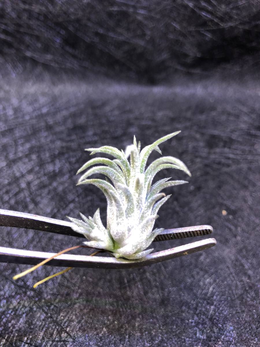 Tillandsia Yahoo!オークション 速達発送 Splendid Journey 'Splendid