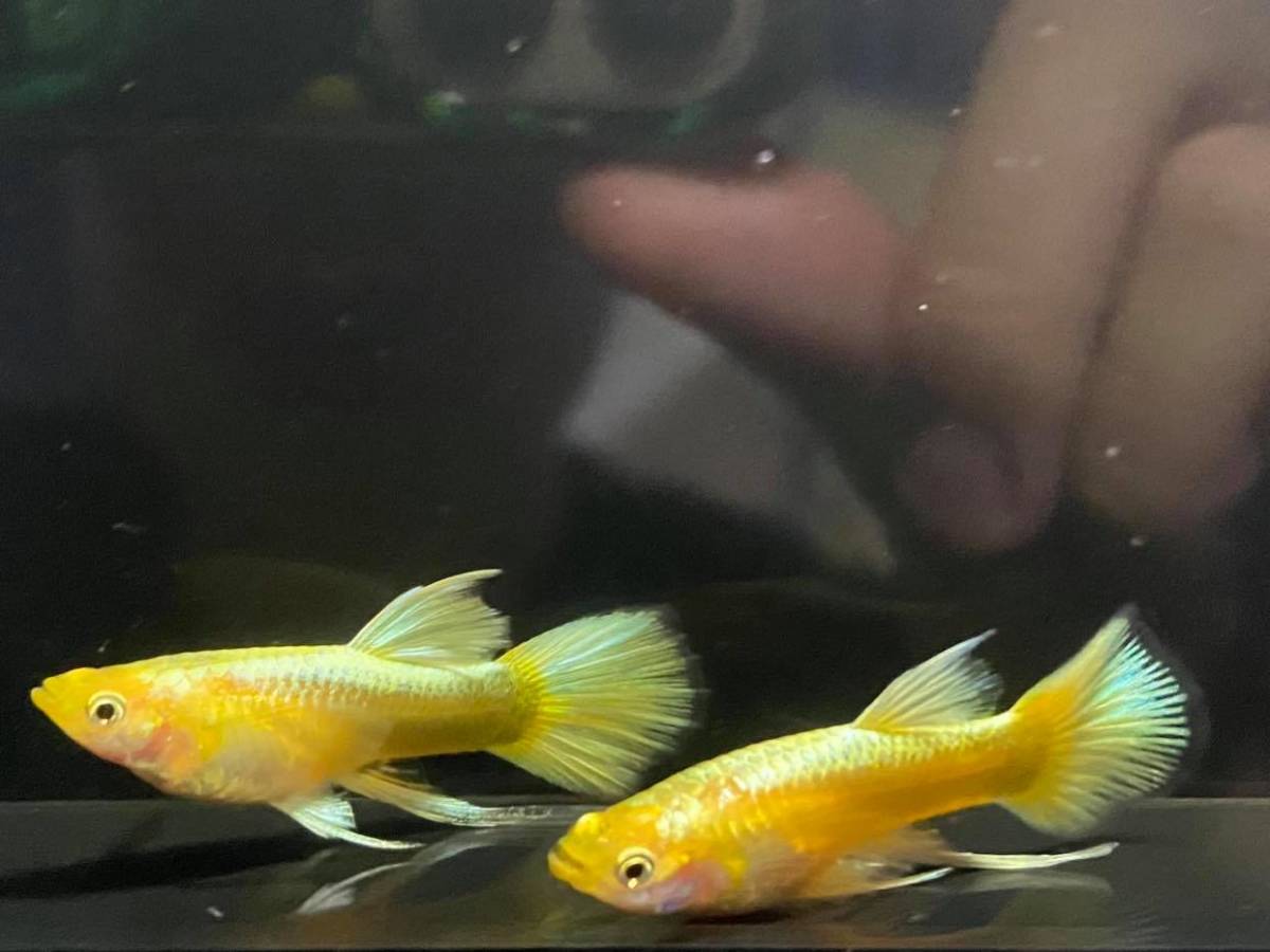 最高級グレード フルゴールド リボン グッピー 2ペア Www Contabilidadeom Com Br