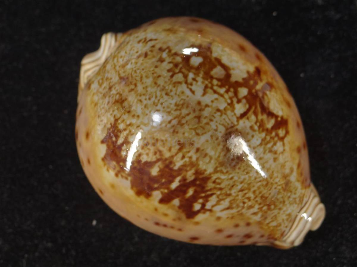 シンセイダカラ 標本 貝殻 特大 :: 貝 タカラガイ 92.5mm 極上品 貝 
