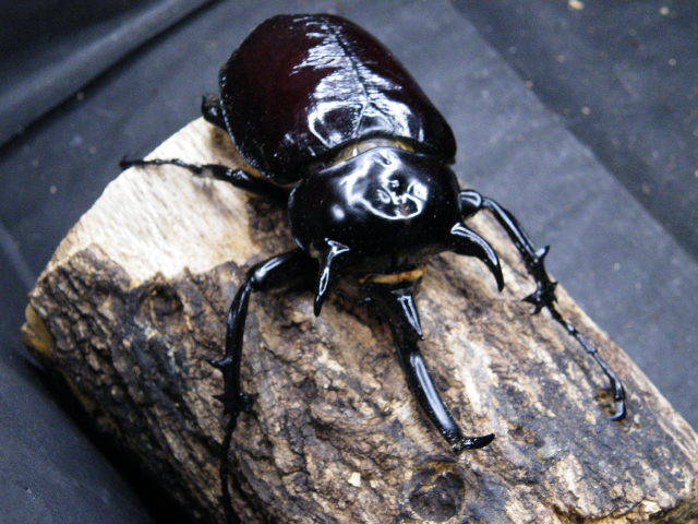 ヤヌスゾウカブト ゾウカブト ヤヌス・ヤヌス 標本 セット くわかぶ