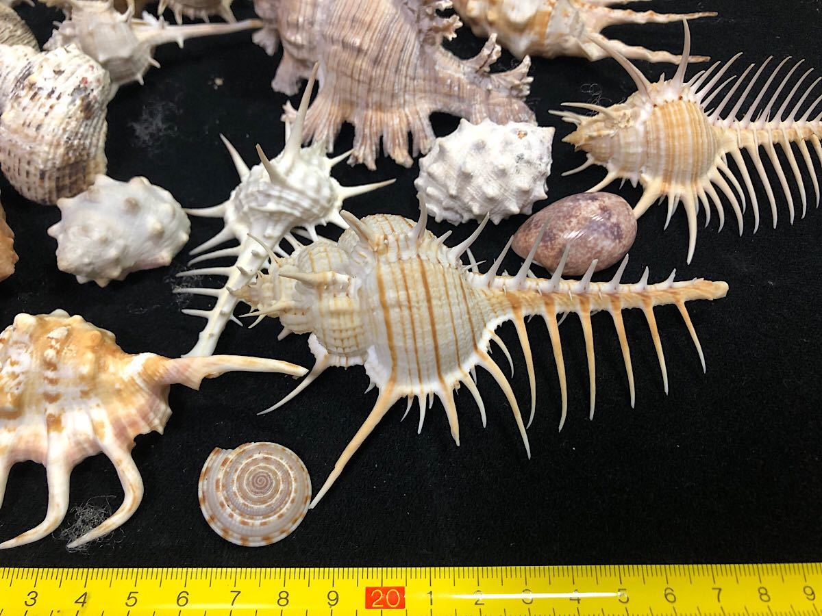 コレクション 巻貝 インテリア オブジェ 標本 巻き貝 天然貝殻 貝殻 