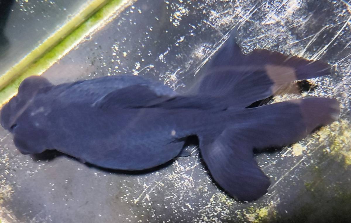 超大型黒出目金ｃｍ 金魚 売買されたオークション情報 Yahooの商品情報をアーカイブ公開 オークファン Aucfan Com