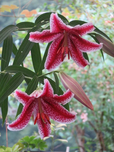 鉢植え 山野草 紅筋ヤマユリ