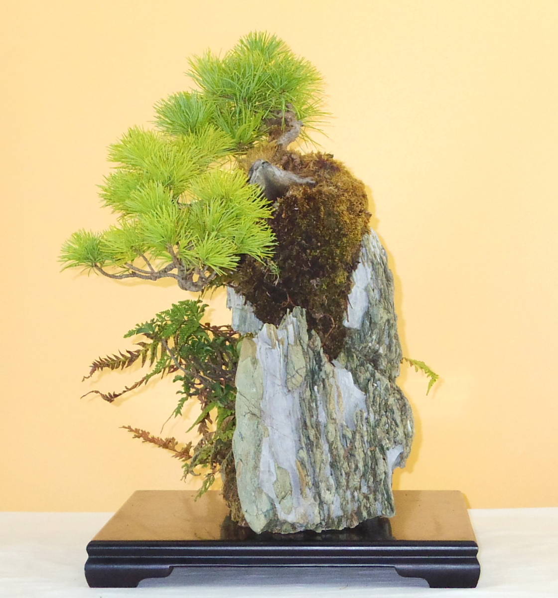 五葉松 – 盆栽妙 本店 盆栽 樹齢70年以上 五葉松・黒松・赤松・真柏