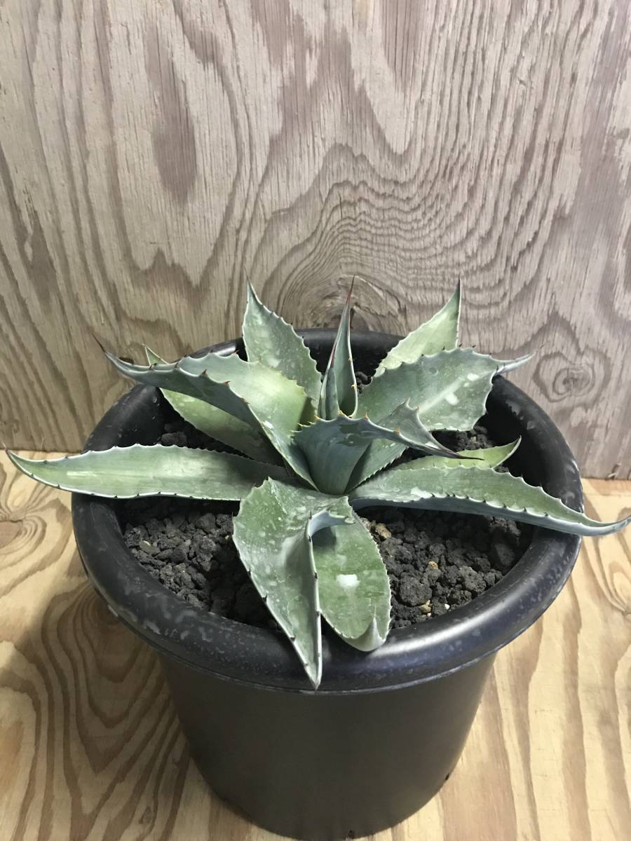 AGB33　アガベ　オバティフォリアキラー　中株【特選株】 AGB33様専用 アガベ オバティフォリアキラー 中株特選株 agave