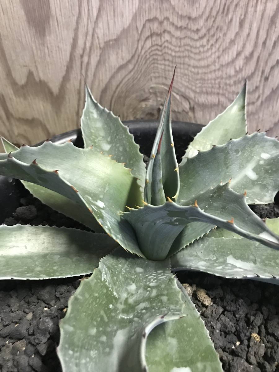 AGB33様専用 アガベ オバティフォリアキラー 中株特選株 agave