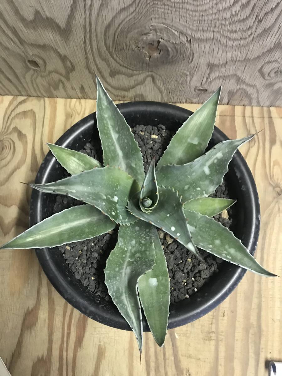 AGB33　アガベ　オバティフォリアキラー　中株【特選株】 AGB33様専用 アガベ オバティフォリアキラー 中株特選株 agave