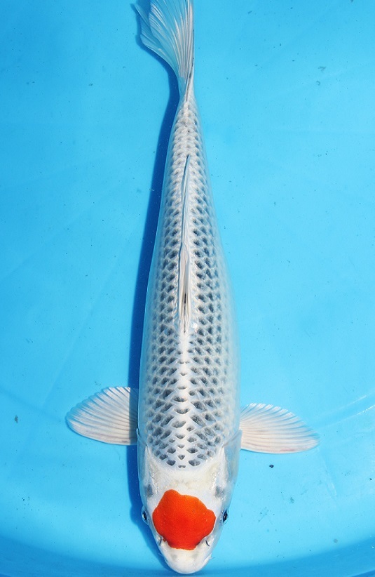 新着商品 池上げ鯉の大量オークション ブランド鯉を我が家に泳がせたい