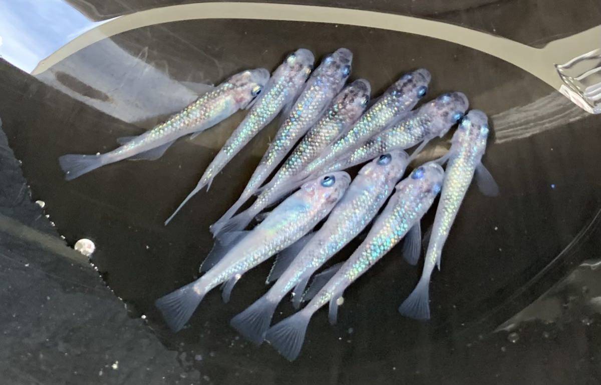 その他 【完売】静楽庵 サファイア メダカ 幼魚若魚 1匹あたり