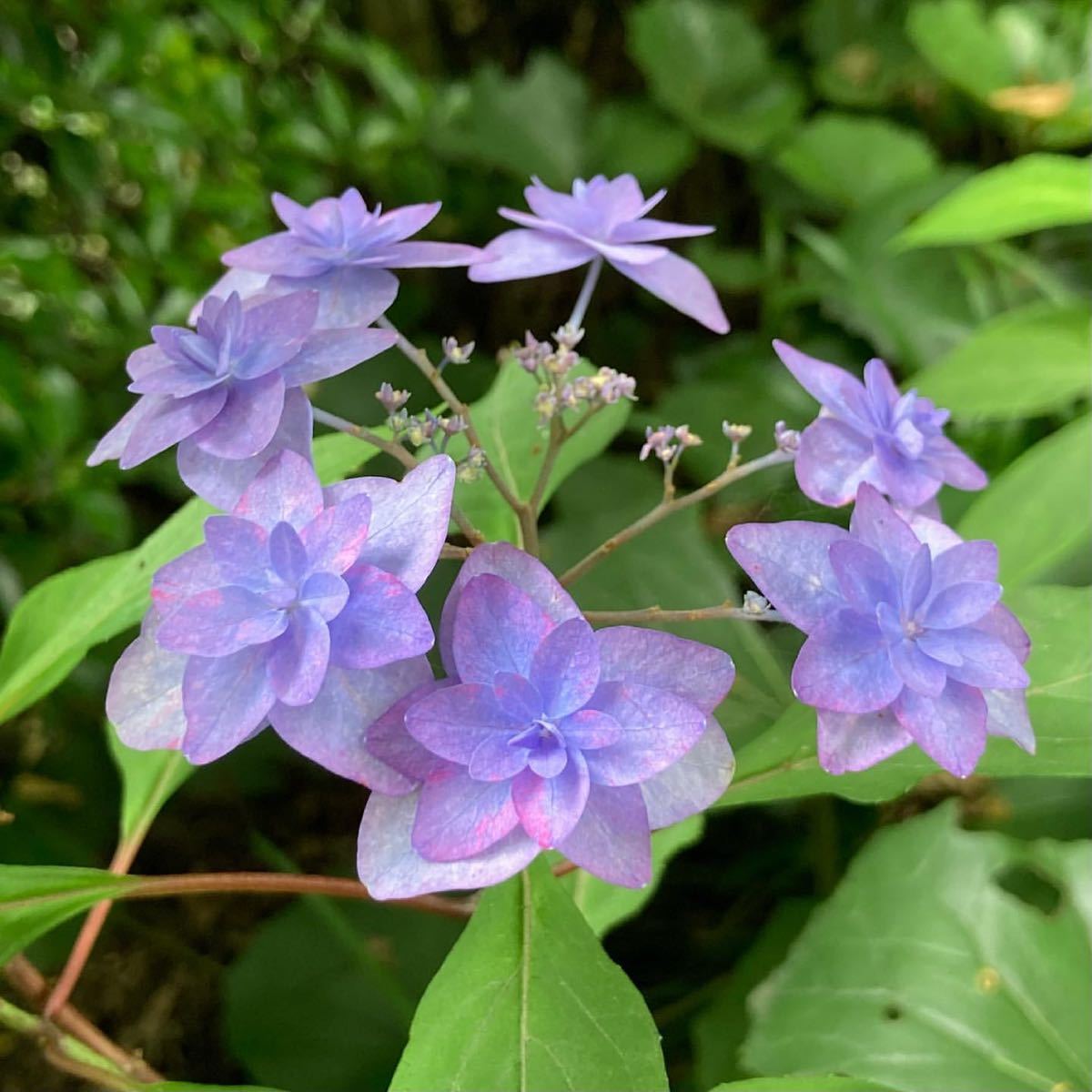 ヤマアジサイ 深山八重紫 花の苗 ミヤマヤエムラサキ 紫陽花 アジサイ 売買されたオークション情報 Yahooの商品情報をアーカイブ公開 オークファン Aucfan Com