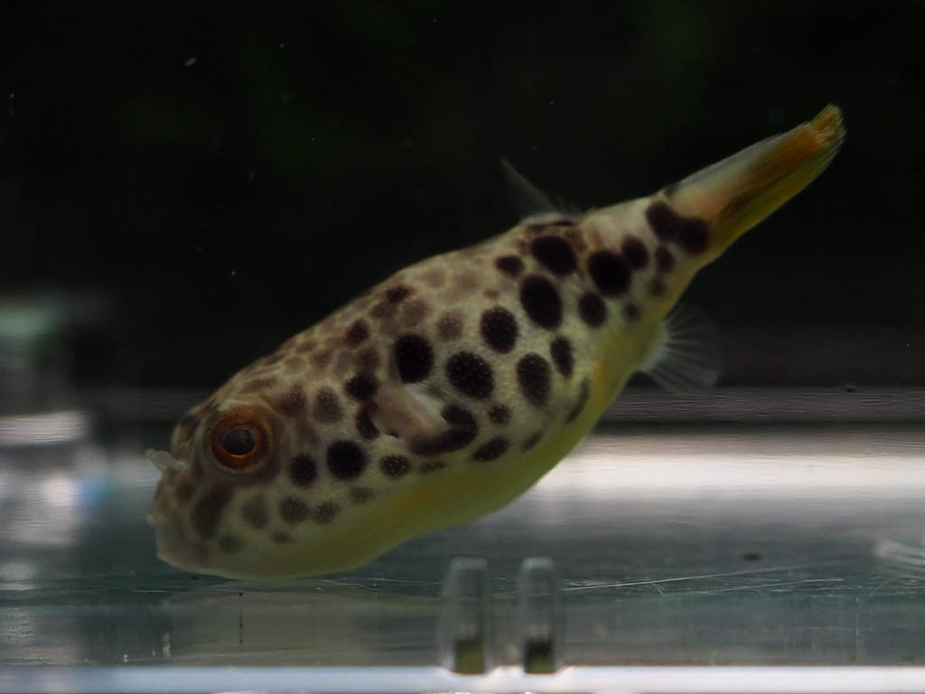 アフリカ淡水フグ テトラオドン ショウテデニー 4 P1個体 ブリード個体 パファー 淡水魚 売買されたオークション情報 Yahooの商品情報をアーカイブ公開 オークファン Aucfan Com