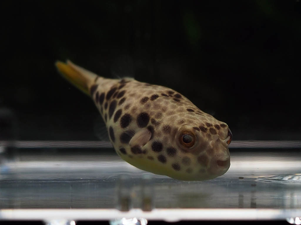 アフリカ淡水フグ テトラオドン ショウテデニー 4 P1個体 ブリード個体 パファー 淡水魚 売買されたオークション情報 Yahooの商品情報をアーカイブ公開 オークファン Aucfan Com