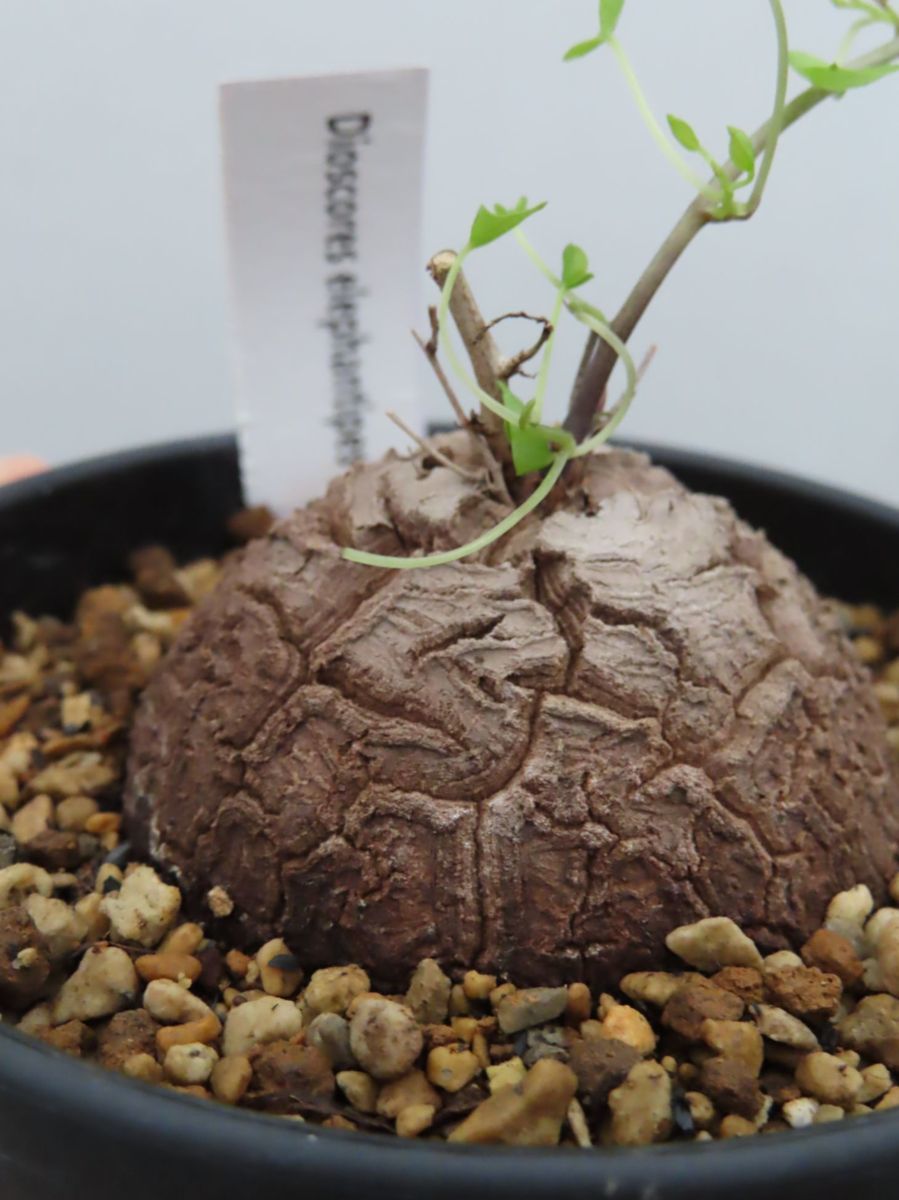 ヨ642 【塊根植物】ディオスコレア　アフリカ亀甲竜【白ツルはじき色づく・発根株・コーデックス・Dioscorea elephantipes】