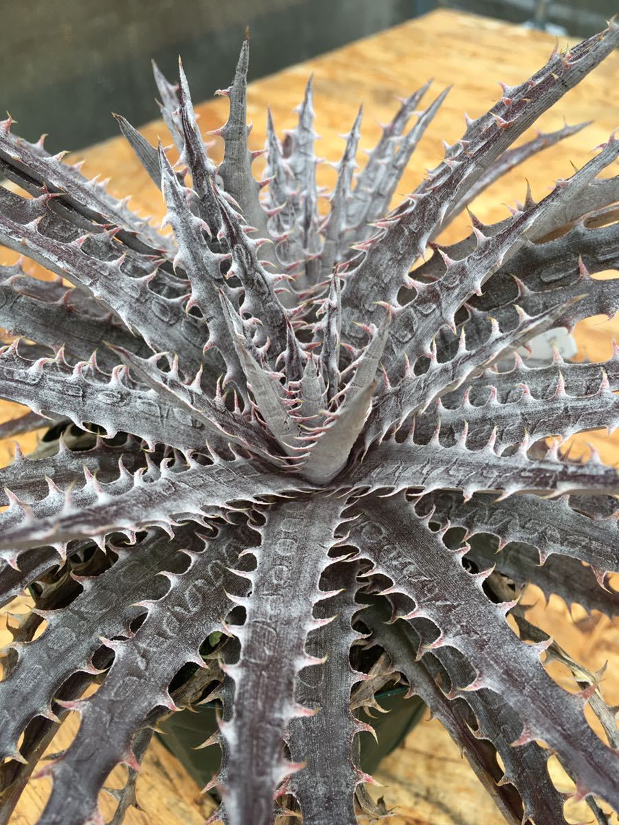 Mercury' | Dyckia ディッキア:Dyckia x 'Tarzan')編 Mercury' | Dyckia ディッキア:Dyckia x 'Tarzan')編