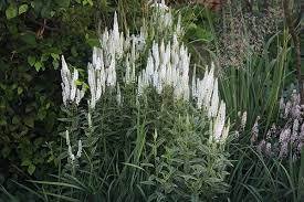 ベロニカ苗 シャーロッテ 斑入り 白花 高性タイプ 10 5センチポット 耐寒性宿根草 トラノオ 苗 売買されたオークション情報 Yahooの商品情報をアーカイブ公開 オークファン Aucfan Com