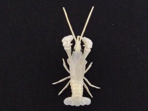 注目のブランド 原色甲殻類エビ カニ図鑑i タカラトミーアーツ 全10種 その他 Www Marinemastertrailers Com