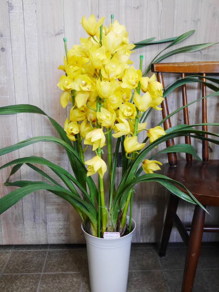 鉢花 洋ラン インテリア シンビジウム ゴールドシップ 約85センチ ラン 売買されたオークション情報 Yahooの商品情報をアーカイブ公開 オークファン Aucfan Com