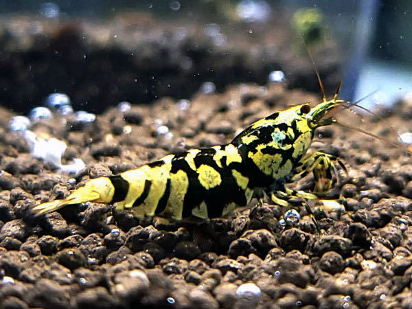 ブラックレガリアレックスの最高峰です、