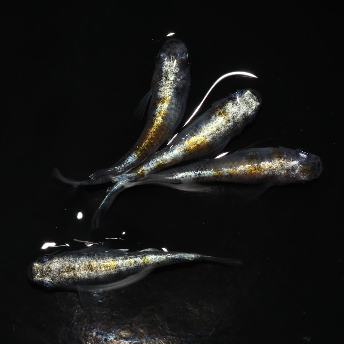 めだかのホビー 特上種親候補 花魁 フルボディ系 メダカ ２ペア K 2 めだか 売買されたオークション情報 Yahooの商品情報をアーカイブ公開 オークファン Aucfan Com