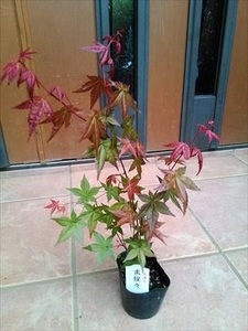 デショウジョウモミジ 出猩々紅葉 もみじ 楓 お任せ株 品番sss 植木 庭木 売買されたオークション情報 Yahooの商品情報をアーカイブ公開 オークファン Aucfan Com