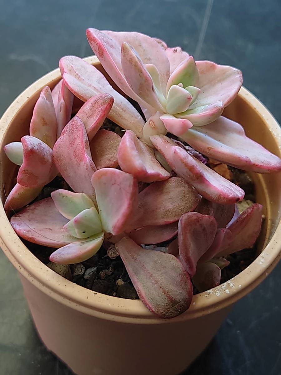 最安値，お得 多肉植物 韓国苗 ミセスリチャーズ錦 群生(サボテン)｜売買されたオークション情報、yahooの商品情報をアーカイブ公開 - オークファン サボテン