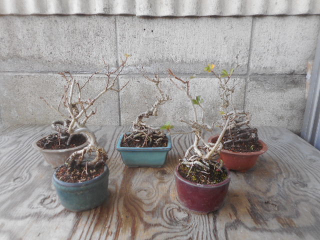 長寿梅根上り 3号 ～ 4号 5個 盆栽 小品盆裁 雑木 木瓜 花物(盆栽