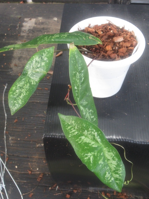 ｋｎ パッシフローラ トケイソウ属 コリアセア Passiflora Coriacea 0 8ｍ以下 観葉植物 売買されたオークション情報 Yahooの商品情報をアーカイブ公開 オークファン Aucfan Com