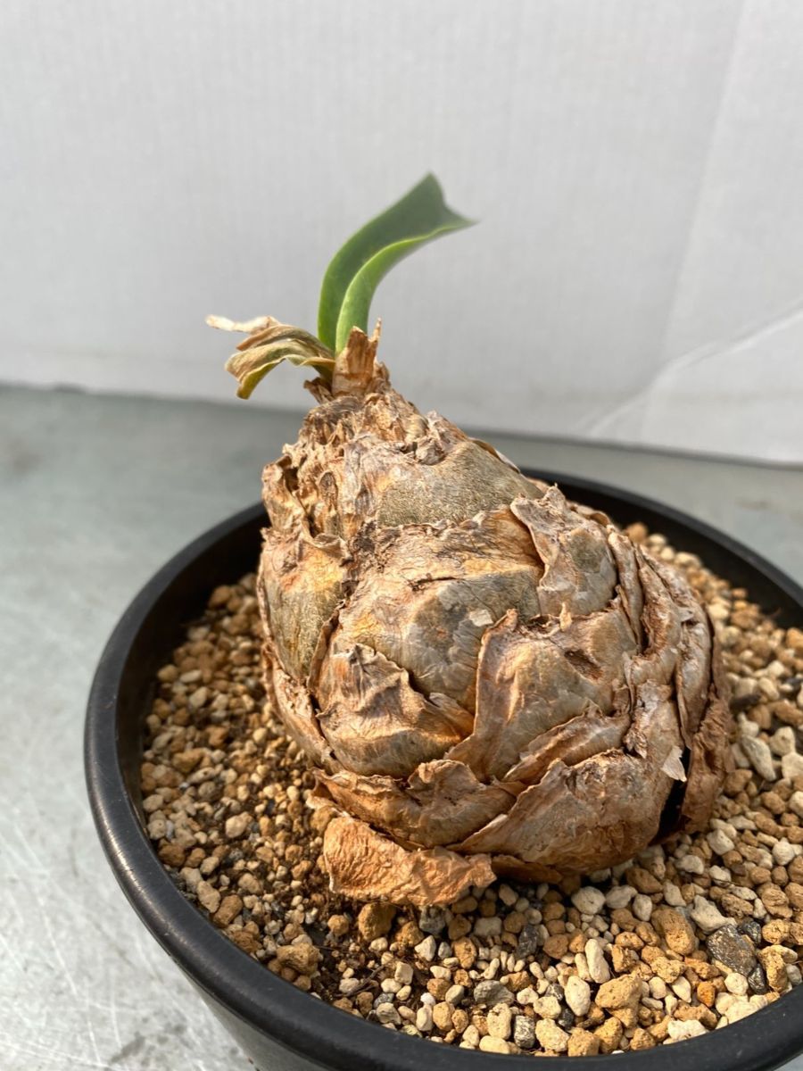 モ006 「現地株」ウルギネア エピゲア 小 植え【発根・発芽・Urginea