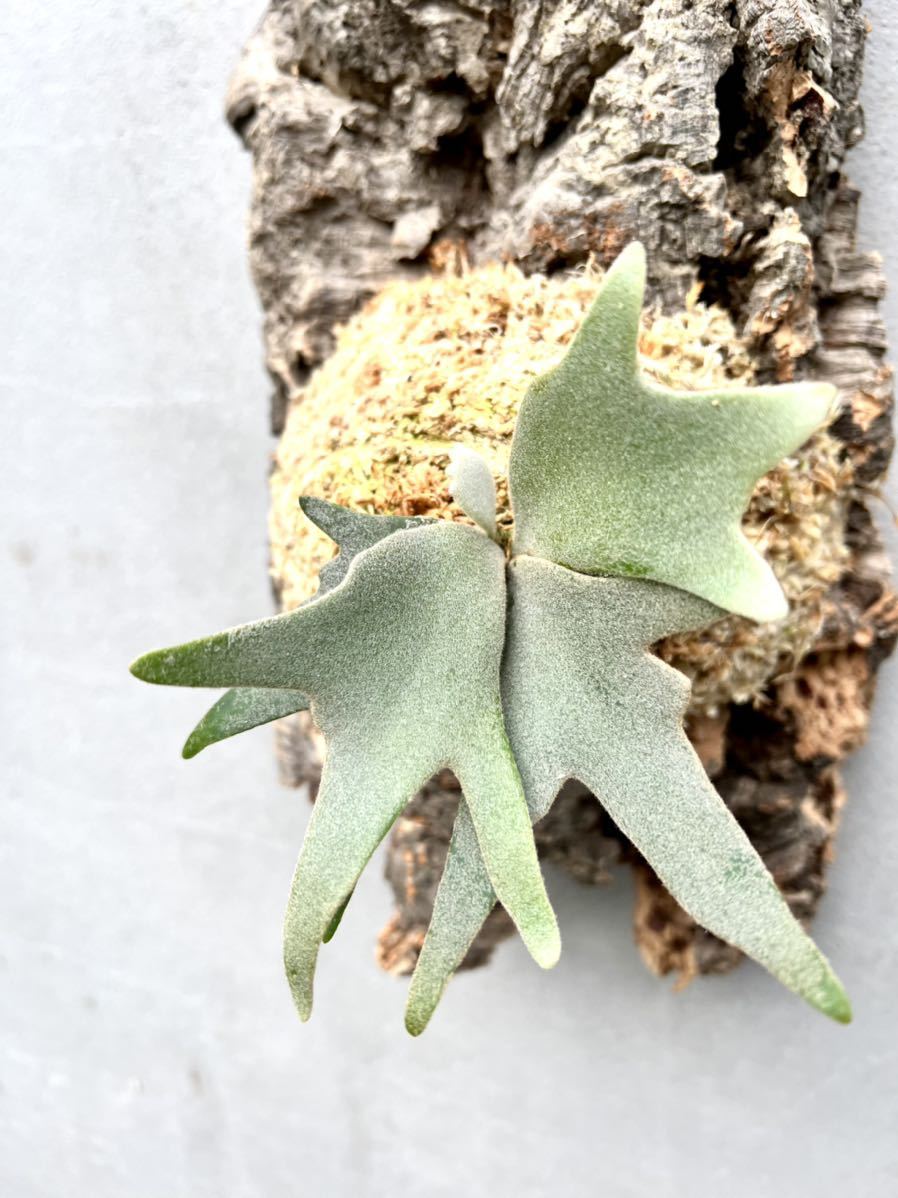 P. willinckii 'Jade Girl' spore grown【vandaka】ウィリンキー