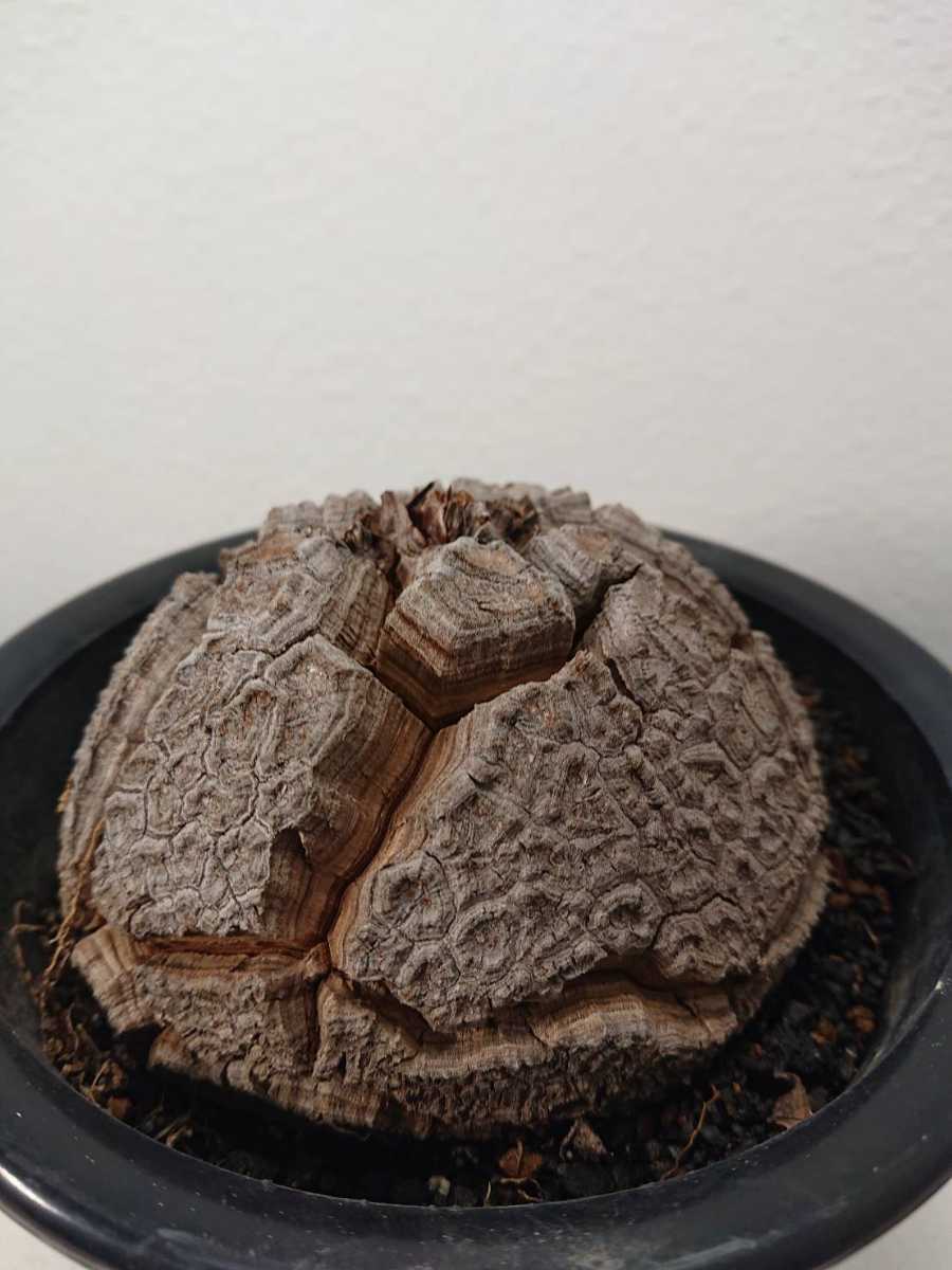 品質保証，正規保証 巨大 幅約11cm アフリカ亀甲竜 ディオスコレアエレファンティペス(観葉植物)｜売買されたオークション情報、yahooの商品情報をアーカイブ公開 - オークファン その他