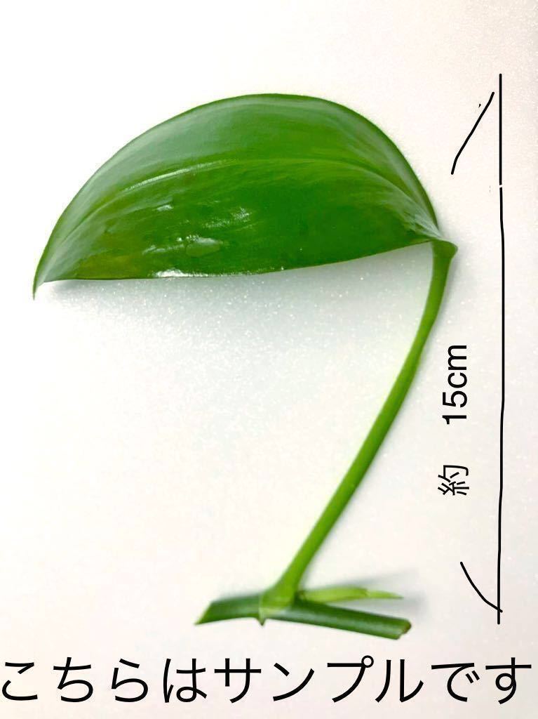 ヤマサキカズラ 水の浄化に 無農薬 水草 テラリウム パルダリウム ベアタンク 観葉植物 アクアリウム めだか おうち時間 水草 売買されたオークション情報 Yahooの商品情報をアーカイブ公開 オークファン Aucfan Com