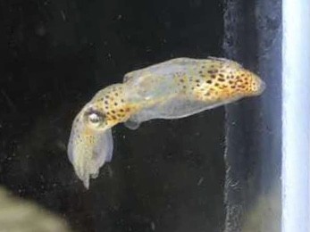 5匹セット ヒメイカ 世界最小級ミニサイズ 近海魚 海水魚 生体 軟体動物 海水魚 売買されたオークション情報 Yahooの商品情報をアーカイブ公開 オークファン Aucfan Com