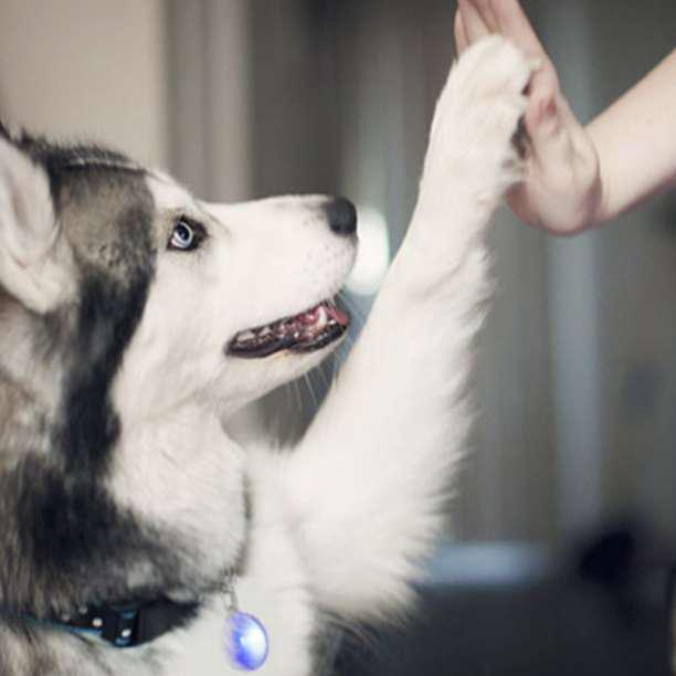 お買い得 ペット LED セーフティライト ピンク　散歩 犬 首輪 安全 リード　ハーネス リード バッグ ウォーキング ランニング 点灯 点滅_6